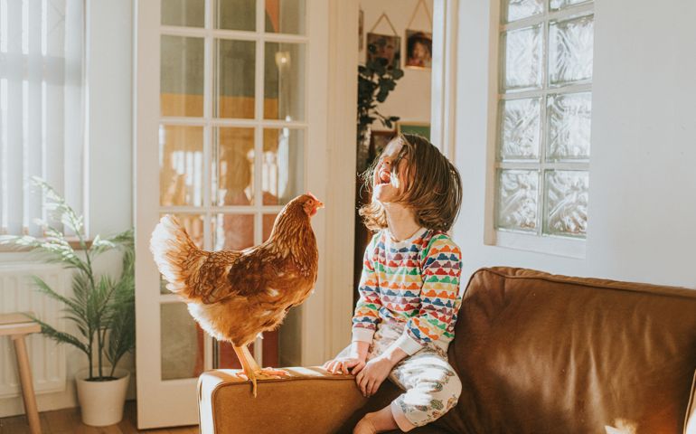 A relaxed and confident young brown hen stands proudly on front of a laughing child on the arm of a leather couch in a sunny interior room. The scene is rather unusual and out of context. There is an obvious trust and affection between the two. Space for copy.