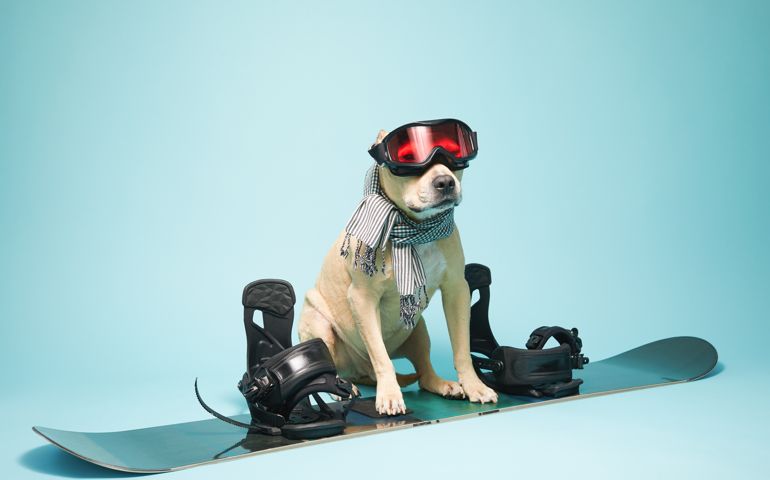 A cute dog in scarf and in ski mask siting on snowboard isolated on blue background with copy space.