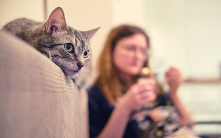 Pet on the bed watching a movie on tv next to a woman