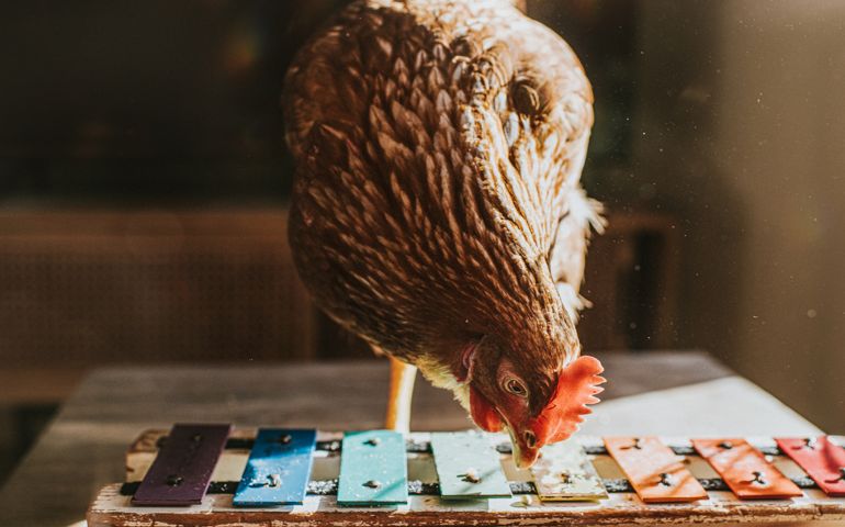 Conceptual image of a handsome brown hen standing behind a colourful xylophone / Glockenspiel, pecking the metal bars. Space for copy.
