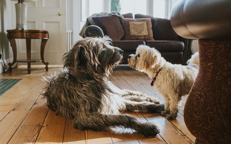 A large relaxed grey Irish Wolfhound lies on a wooden floor in a sunny domestic room. A curious little white poodle stands in front of her, and looks directly into her face. Their noses almost touch. A cute, heart warming scene.