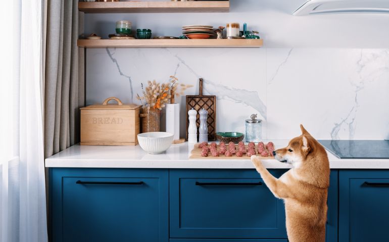 Funny Shiba Inu Dog Wants To Steal One Meatball In Absence Of Her Owners. Funny Pets On The Kitchen