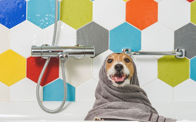 Jack Russell Terrier dog in bathtub