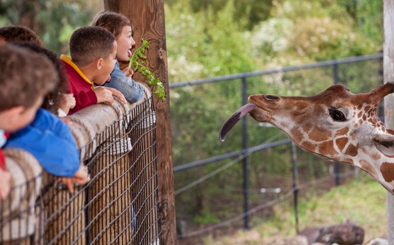 Multi-ethnic group of children at zoo. Giraffe and children sticking tongues out at each other.
