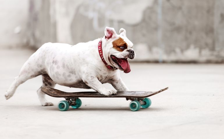 Dog skateboarding