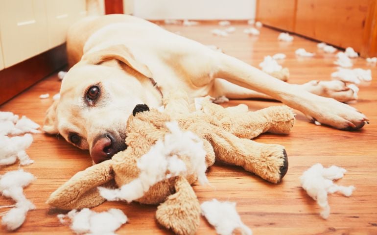 Naughty dog home alone - yellow labrador retriever destroyed the plush toy and made a mess in the apartment