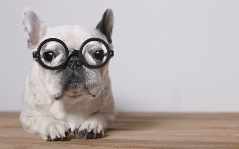 Portrait of French Bulldog wearing glasses