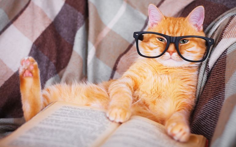Cute red cat in glasses lying on sofa with book