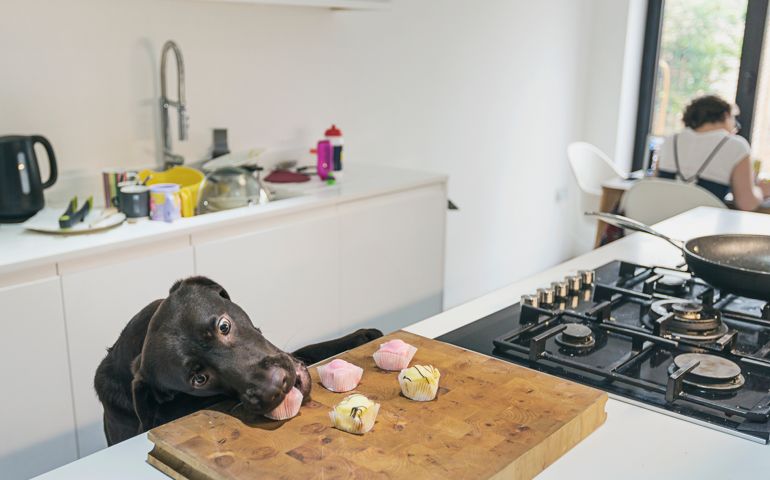 Dog stealing cakes from kitchen