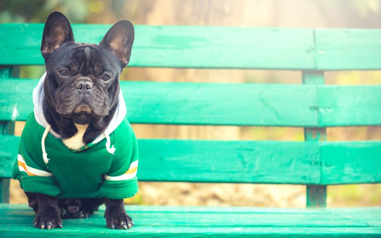 portrait of a cute french bulldog with sunlight