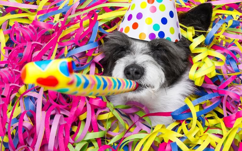 poodle dog having a party with serpentine streamers, for birthday or new years eve and blowing a whistle horn wearing a hat