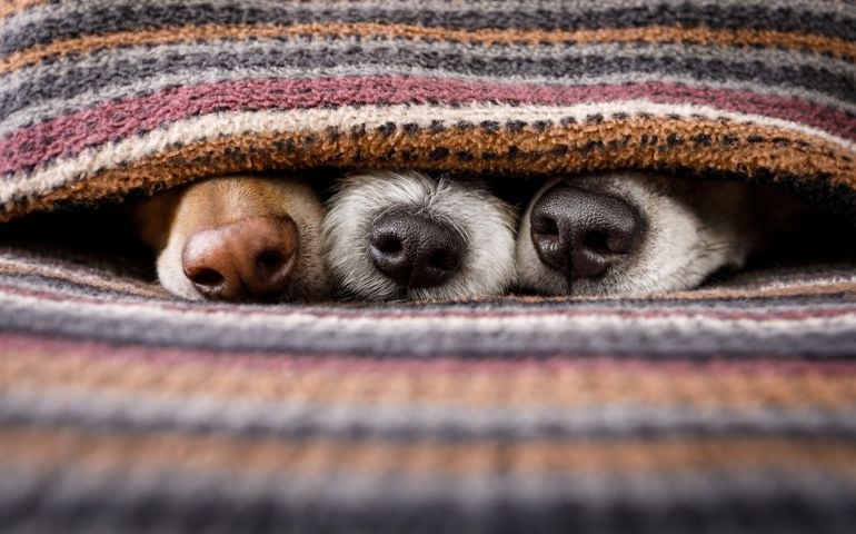 couple of dogs in love sleeping together under the blanket in bed , warm and cozy and cuddly