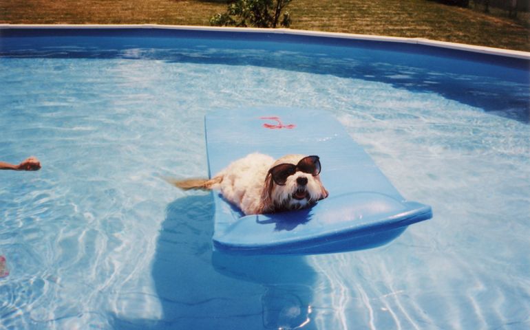 The family dog wears sunglasses in the pool on a hot summer day.