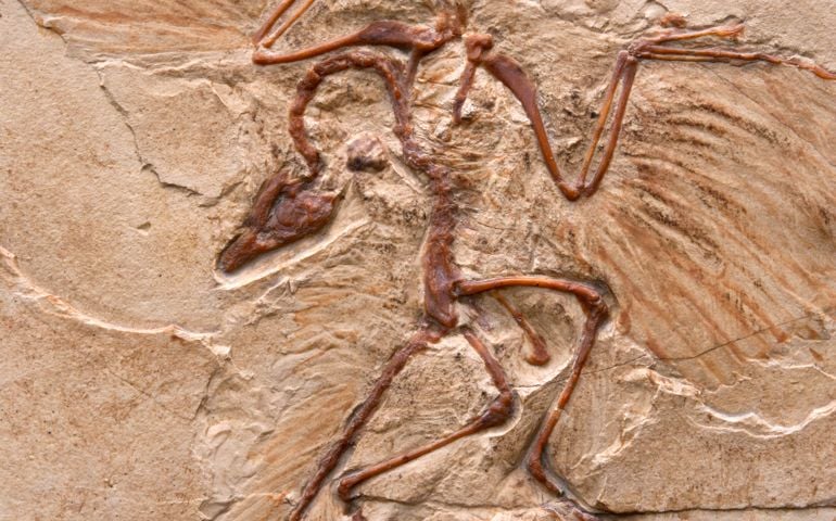 Archaeopteryx marble imprint, fossilized imprint, imprint transitional form (mosaic form), of a theropod dinosaur. Replica of a lime-impression (limestone slab) from the Jurassic about 150 million years old.