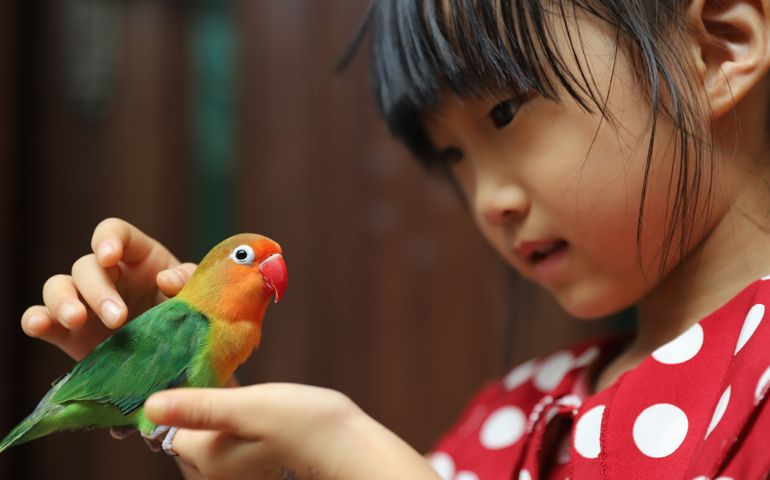 A Asian girl kissing and playing with her little bird.