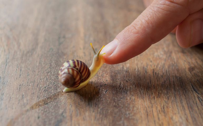 Snail crawling onto man's finger from wooden surface