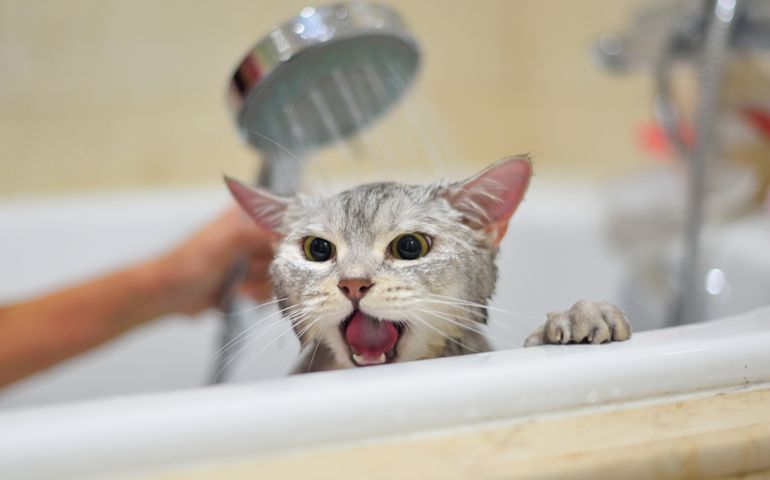 Cat taking a bathe