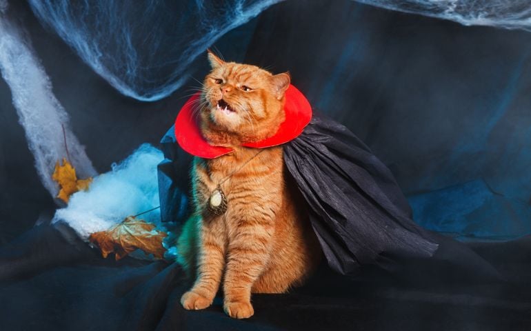 Red Cat vampire on black background. Halloween theme.