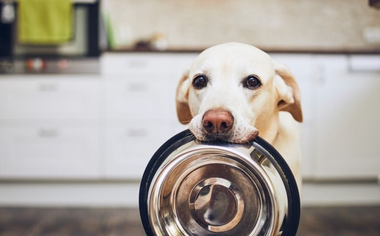 Hungry dog with sad eyes is waiting for feeding in home kitchen. Adorable yellow labrador retriever is holding dog bowl in his mouth.