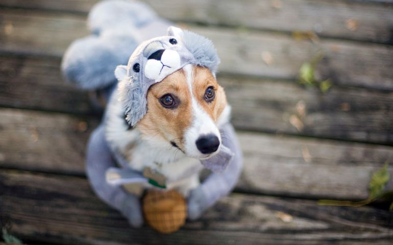 Dog in squirrel costume on Halloween.