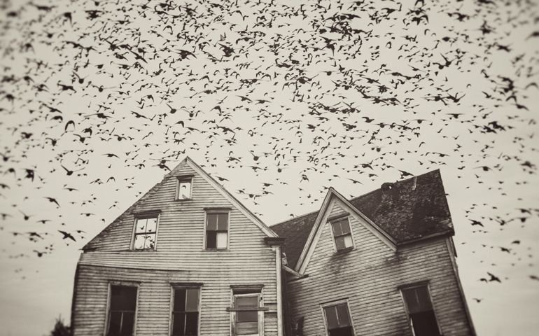Home of Murmuration