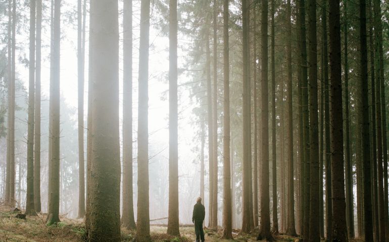 Man, alone, in pine forest. Fog.