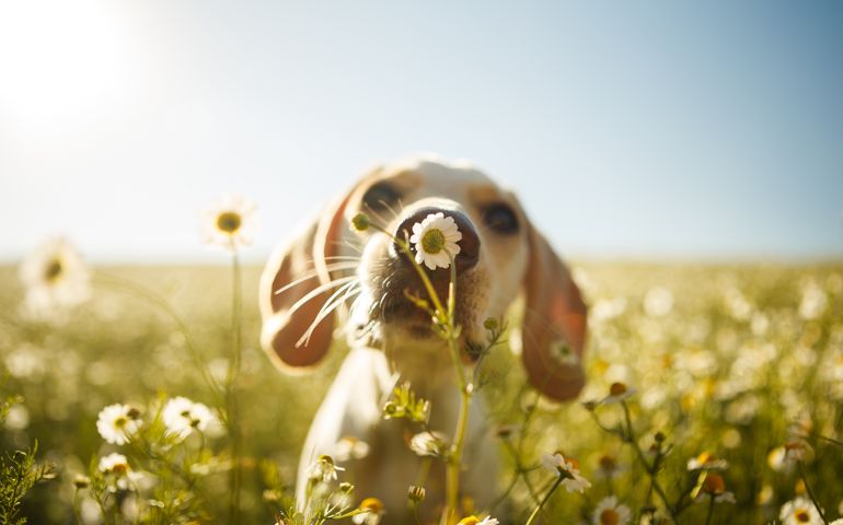 A white dog smelling a chamomile flower with the focus on the flower.