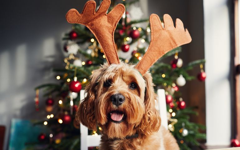 Dog wearing reindeer antlers at Christmas
