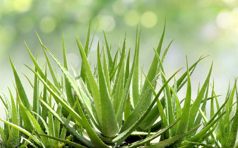 Aloe Vera, fresh leaf of Aloe Vera in farm garden natural background sun light bokeh nature green, Aloe Vera Plantation, Aloe Vera for ingredient cosmetics