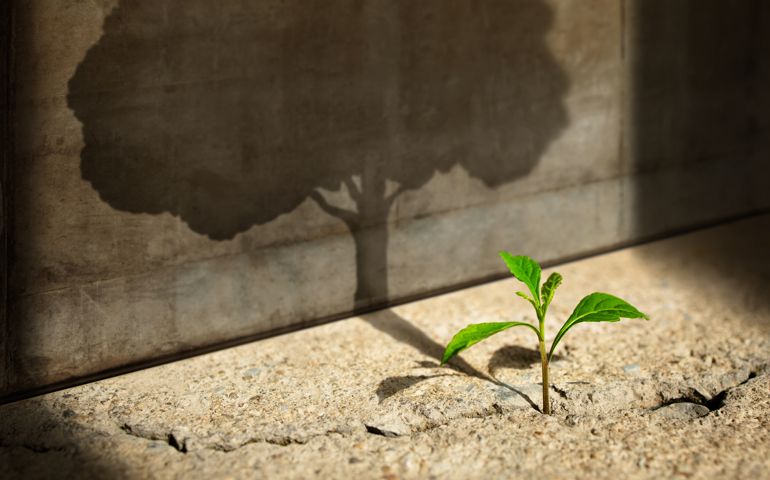 Start, Think Big, Recovery and Challenge in Life or Business Concept.Economic Crisis Symbol.New Green Sprout Plant Growth in Cracked Concrete and Shading a Big Tree Shadow on the Concrete Wall