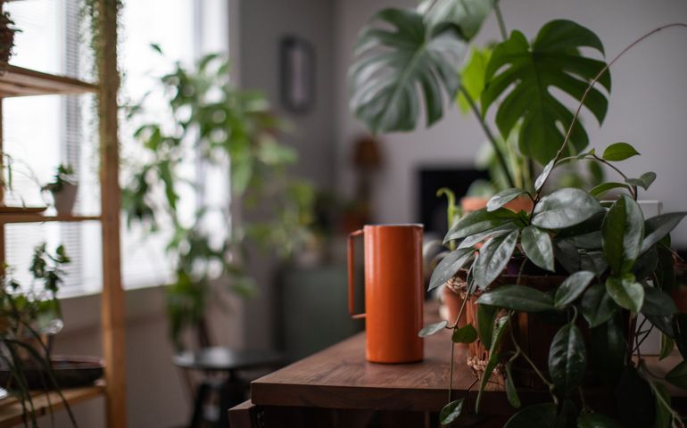 t’s watering day. Houseplant and watering jar on a table in a cozy living room