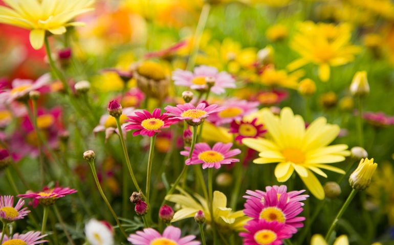 Colorful daisies, focus on Madeira Deep Rose marguerite daisy
