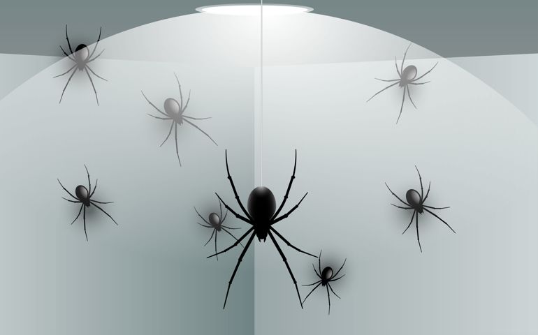 black spider on the wall in the house