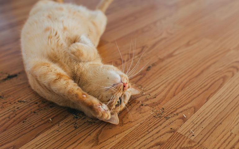 Cat enjoying a catnip