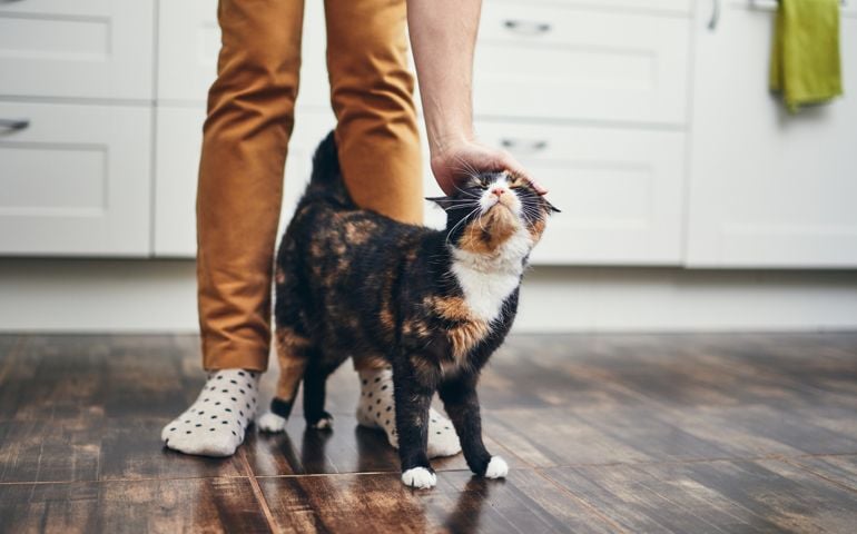 Domestic life with pet. Cat welcome his owner (young man) at home.