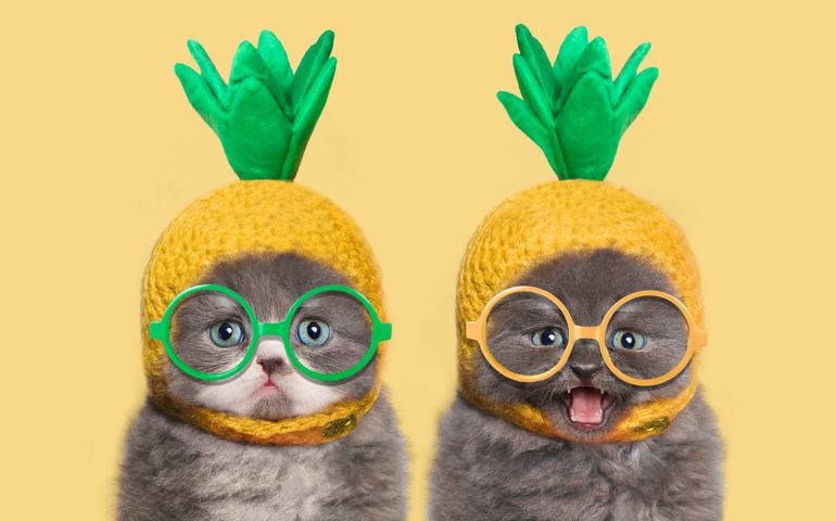 Kittens with pineapple hat and glasses eyes, yellow background.
