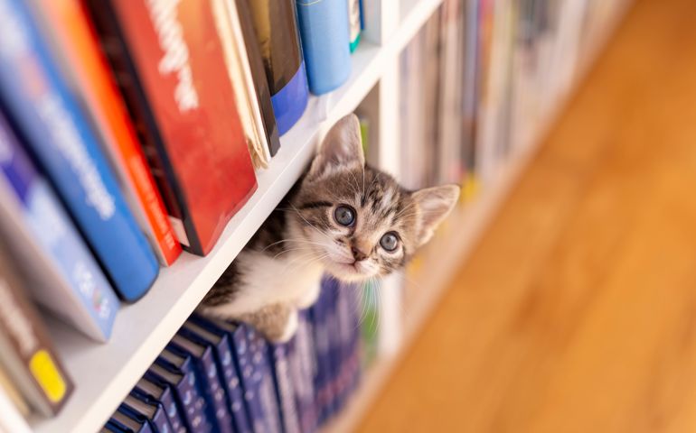 Adorable little kitten playing around book shelves in the living room, climbing, hiding and peeking