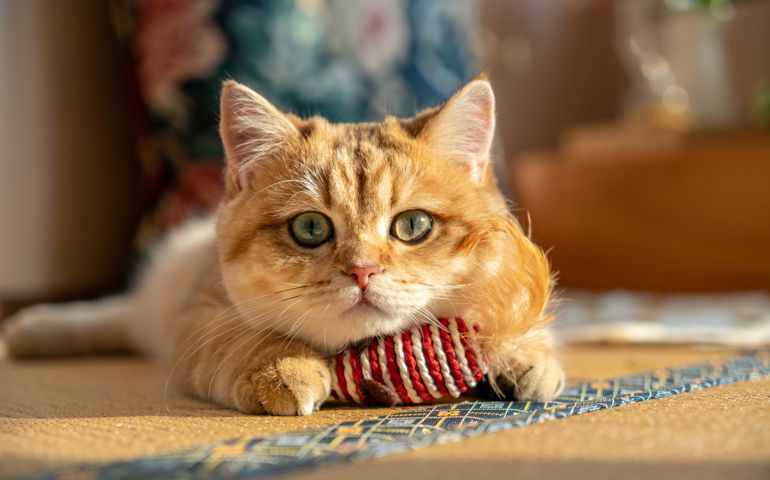 Kitten is playing with toy mouse while looking at the camera