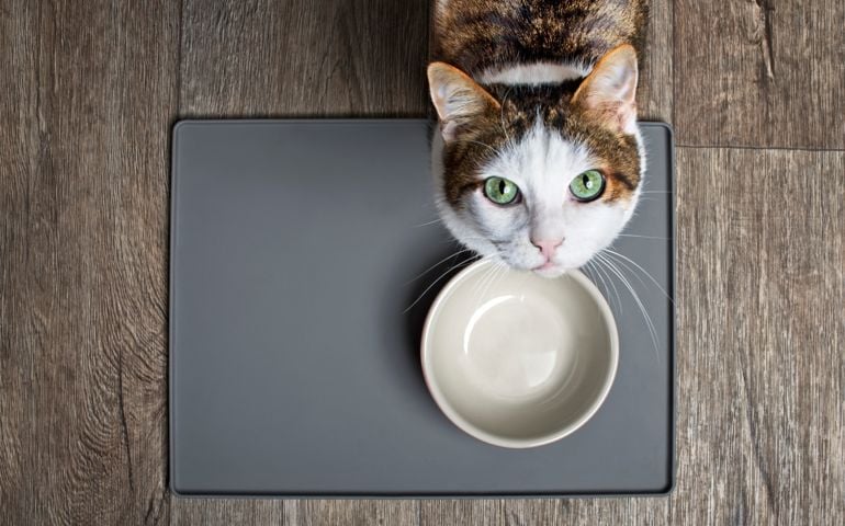 Hungry cat sitting in front of a emty food dish and looking up to the camera.