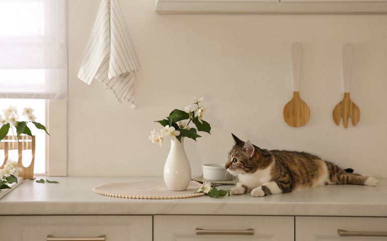 Cute cat near jasmine flowers on countertop in kitchen