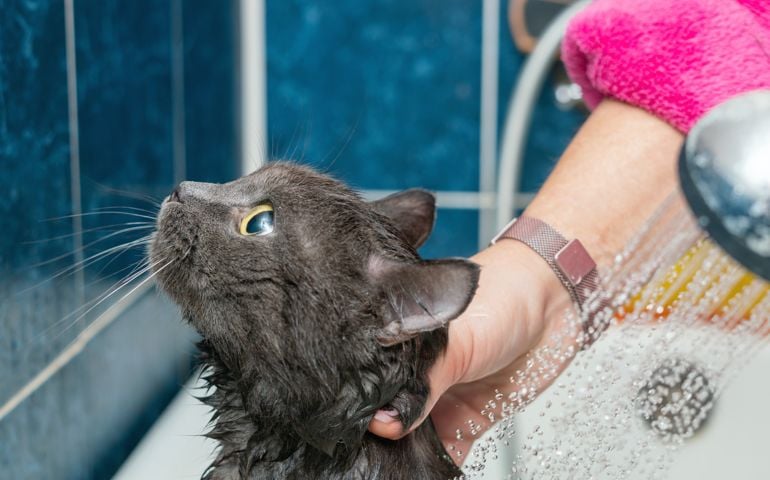 Bathing gray cat in the bathroom, pet hygiene.