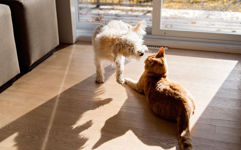 Active encounter between young domestic cat and Morki puppy. They look like fighting but this is their way of playing together. Horizontal indoors full length shot with copy space.
