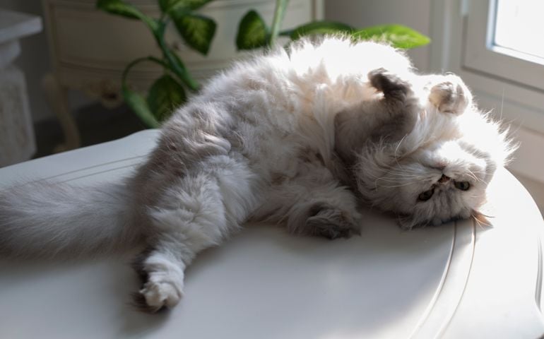Light colored Persian cat with sunlight flare lying on its back on table and looking at camera