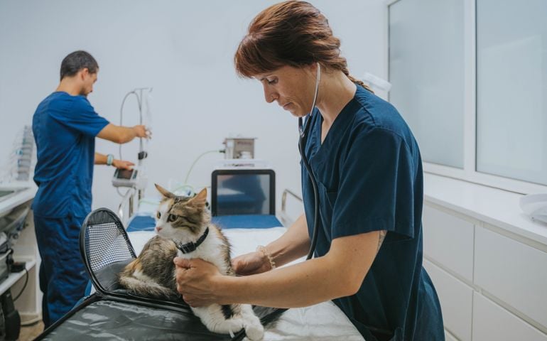 Female veterinarian escorting with phonendoscope a cat on the operating room gurney. Adult male on his back preparing the operating machines.