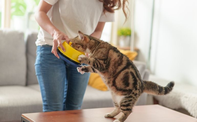 Unrecognize woman feeding her cat at home. Teenage girl holding bowl with feeding for her hungry cat. Tabby cat enjoy eating with it's owner.