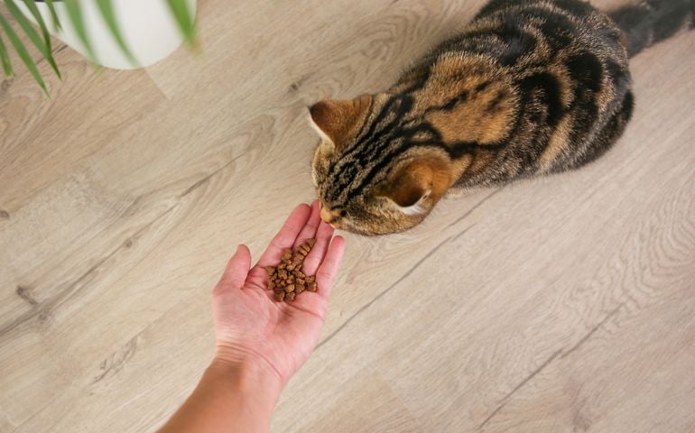 A woman feeds a cat with dry food from her hands. The main focus is on the hand with the feed.