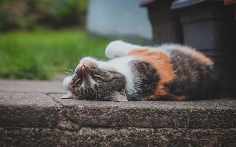 Feline princess relaxes in the grass and enjoys a relaxing lunch and warming sun. A domestic color cat with piercing green eyes squints into the camera and enjoys her rest on her back.