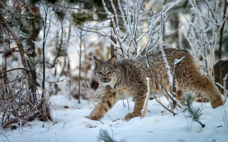 Canada Lynx in snow