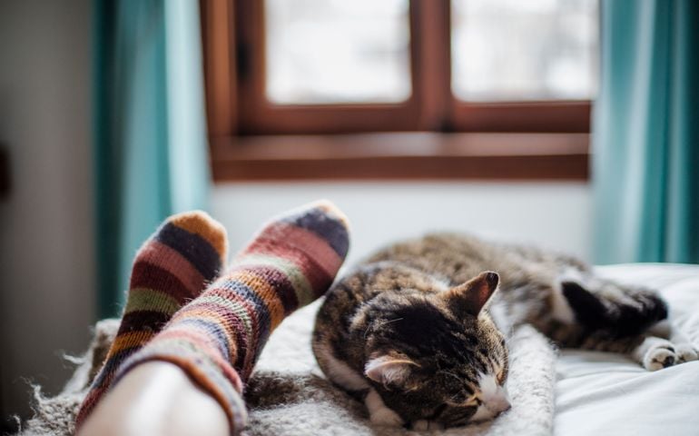 domestic animal, cat, human foot, togetherness
