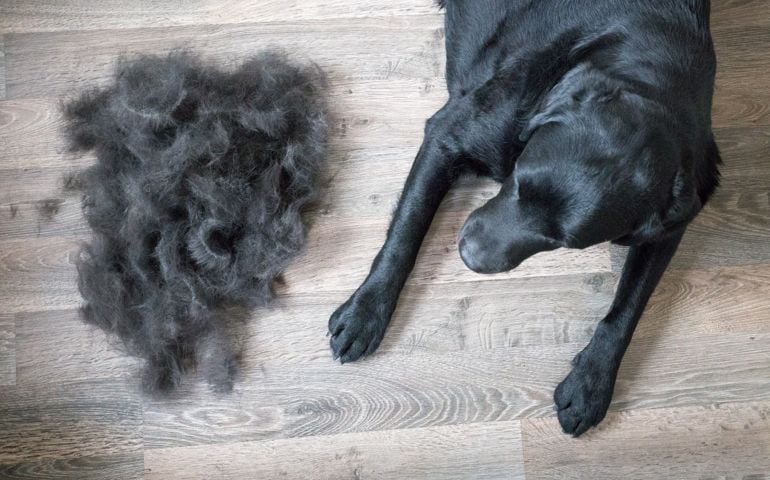 Dog and Its Fur